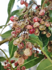 Schinus terebinthifolia