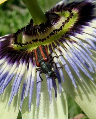 Astylus quadrilineatus