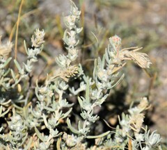 Krascheninnikovia lanata