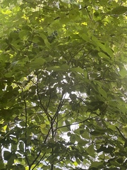 Alnus serrulata