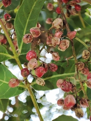 Schinus terebinthifolia