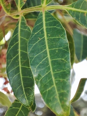 Schinus terebinthifolia