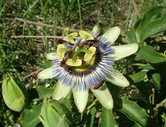 Passiflora caerulea