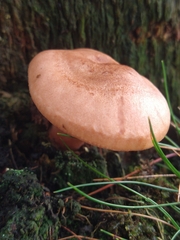 Lactarius