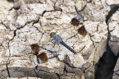 Brachythemis leucosticta