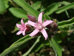 Oxypetalum solanoides