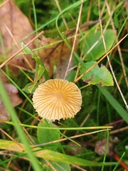 Galerina
