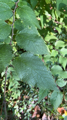 Celtis occidentalis