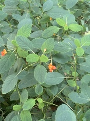 Impatiens capensis