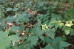 Geum × catlingii