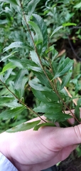 Spiraea alba