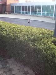 Branta canadensis