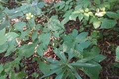 Geum × catlingii