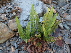 Polystichum kruckebergii