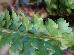Polystichum kruckebergii