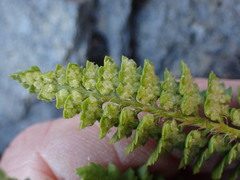 Polystichum kruckebergii