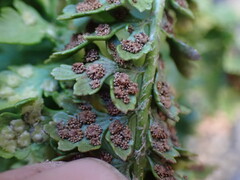 Polystichum kruckebergii