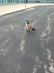 Branta canadensis