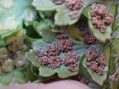 Polystichum kruckebergii