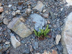 Polystichum kruckebergii