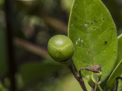 Ajugoideae