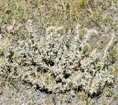 Krascheninnikovia lanata