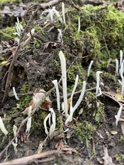 Clavaria fragilis