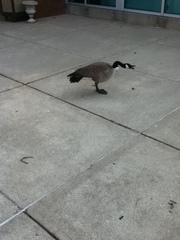 Branta canadensis