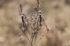 Verbena bonariensis