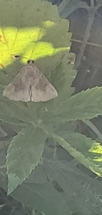 Hypena manalis