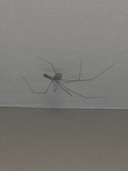 Pholcus phalangioides