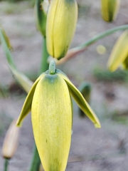 Albuca cooperi