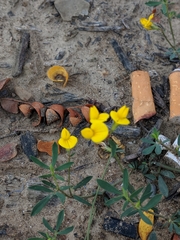 Lotus corniculatus