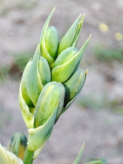 Albuca cooperi