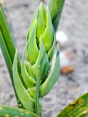 Albuca cooperi