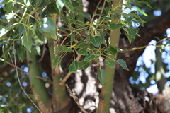 Brachychiton populneus