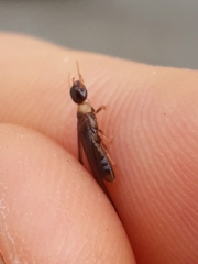 Kalotermes flavicollis