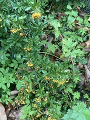 Pyracantha