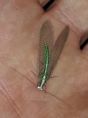 Nineta pallida