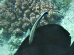 Labroides dimidiatus