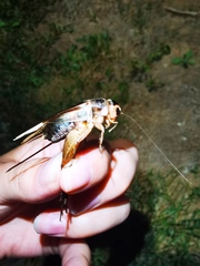 Teleogryllus emma