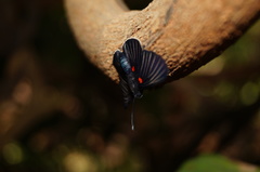 Melanis cephise cephise