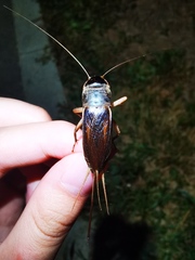 Teleogryllus emma