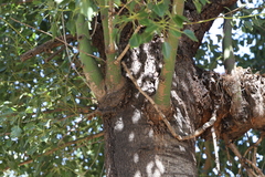 Brachychiton populneus