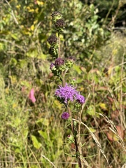 Liatris novae-angliae