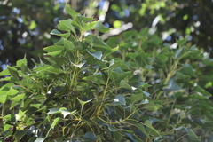 Brachychiton populneus