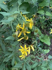 Rudbeckia laciniata