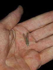 Nineta pallida