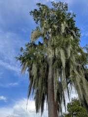 Taxodium