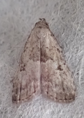 Hypenodes fractilinea